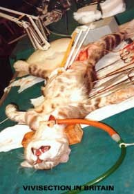 vivisection-in-uk