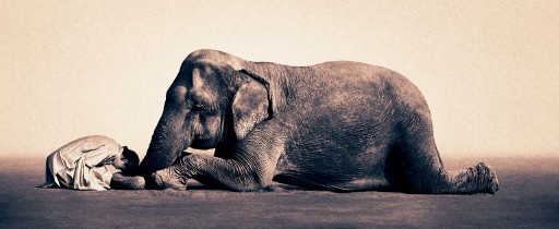 elephant_monk